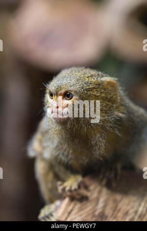 Frontal close-up view of Pygmy marmoset, Cebuella pygmaea, sitting and looking with with tense face Stock Photo