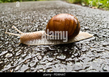 land snail on a wet road Stock Photo