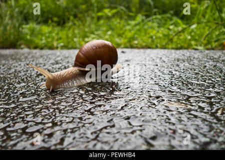 land snail on a wet road Stock Photo