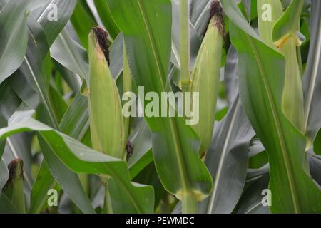 Young corn on stalk Stock Photo