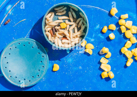 Many maggots in a plastic jar and corn kernels for fishing on a blue surface Stock Photo