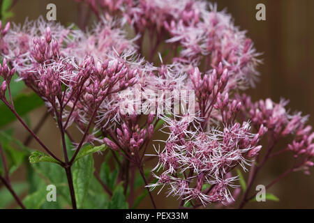 Eupatorium Maculatum 'Purple Bush' flowers Stock Photo