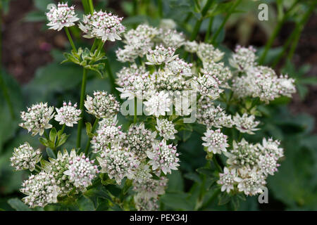 Astrantia major ‘Alba’ in bloom Stock Photo