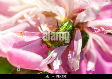 Green bugs sit on pink camomiles macro. Selective focus Stock Photo - Alamy