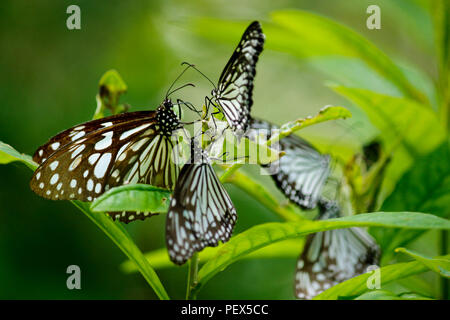 Group of Blue Tiger Butterflies Stock Photo