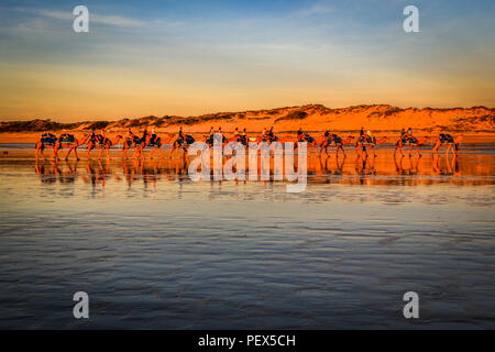 Row of camels on beach at sunset Stock Photo