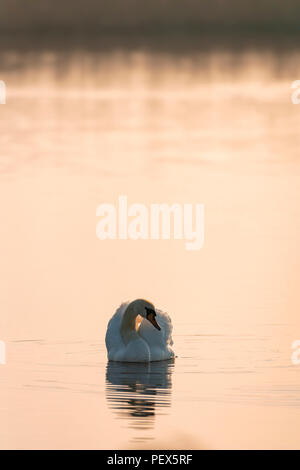 Mute swan, Cygnus olor, mid summer daybreak on an Oxfordshire lake. Stock Photo