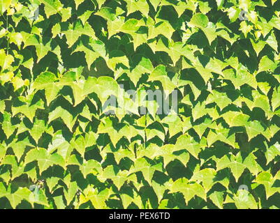 Grape Ivy Parthenocissus Tricuspidata Leaves Background in Strong Daylight Stock Photo