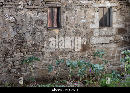 traditional village scene with house and cabbage plants, Pitoes das Junias, Alto Tras os Montes, Norte, Portugal. Stock Photo