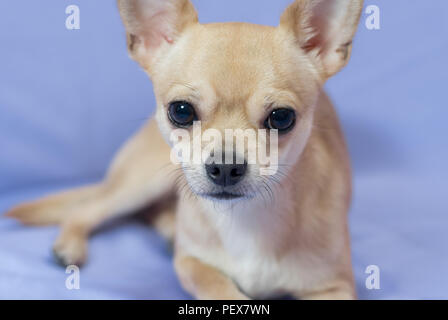Studio portrait of creamy curious Chihuahua puppy against blue background Stock Photo