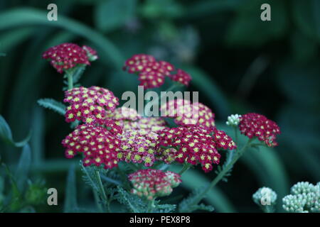 Flowers in focus with other plants and leaves blurred in the background. Variety of stages in growth show the plant growing. Stock Photo