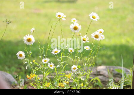 Daisies surrounded by rocks and grass. Blurred grassy background makes the focus on the flowers pop. Stock Photo