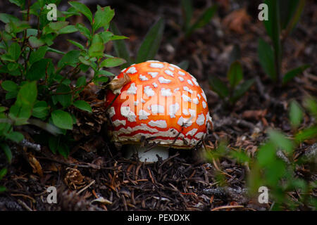 Red Orange and White Speckled Fly Agaric Mushroom Stock Photo