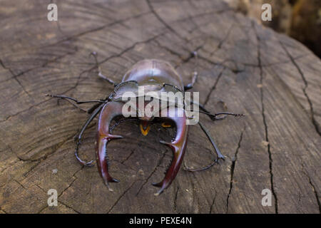 stag beetle  closeup on a stump. selective focus Stock Photo