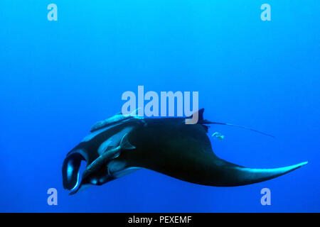 Pacific Manta Ray (Manta Birostris) in the Blue. Cano Island, Costa Rica Stock Photo