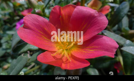 A Close-up of a Purslane Flower Stock Photo