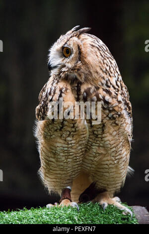 A pharaoh eagle-owl (Bubo ascalaphus) at the Scottish owl centre Stock Photo