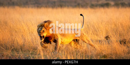 Snarling young male Mara lion (Panthera leo) charges to attack a rival on the grasslands of the Masai Mara, Kenya in typical aggressive behaviour