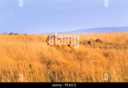 Snarling young male Mara lion (Panthera leo) charges to attack a rival on the grasslands of the Masai Mara, Kenya in typical aggressive behaviour Stock Photo