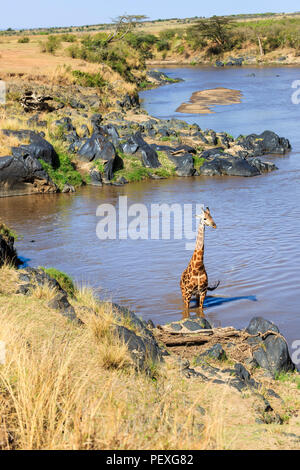 Male Masai giraffe (Giraffa camelopardalis tippelskirchi) standing in water crossing the Mara River, Masai Mara, Kenya, with a view of the riverbank Stock Photo