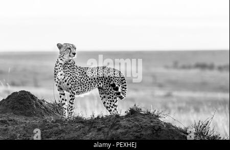 Adult female cheetah (Acinonyx jubatus) backlit by the early morning sun stands watchful and alert in grassland, Masai Mara National Reserve, Kenya