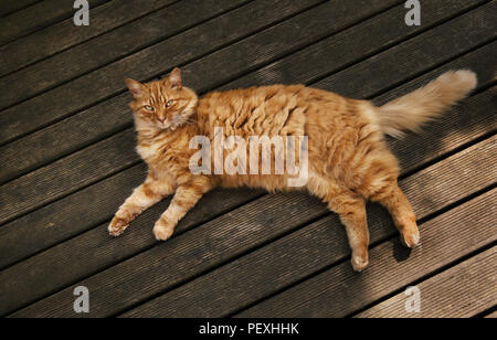 Close-up of a cat lying on the wooden patio decking on a sunny summer day, UK Stock Photo