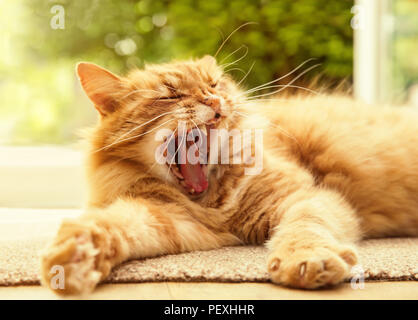Close up of a yawning cat against green-yellow background on a sunny summer afternoon Stock Photo