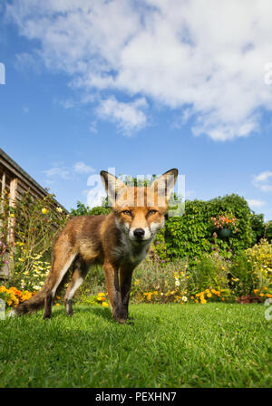 Red fox standing on the lawn in the garden on a sunny summer day, UK. Stock Photo