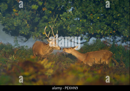 Close up of a red deer stag with a hind on a sunny misty morning in UK Stock Photo