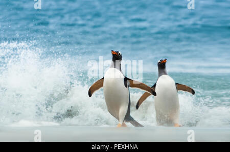 Two Gentoo penguins coming ashore from Atlantic ocean, Falkland islands. Stock Photo