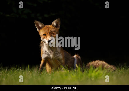 Close up of a red fox sitting on the grass against black background, England. Stock Photo