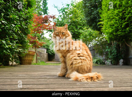 Close up of a ginger cat standing on the decking in the garden at summer. Stock Photo