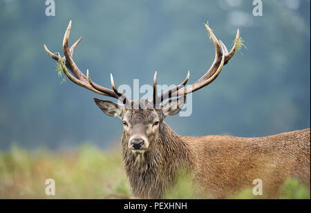 Close up of a red deer stag during rutting season in England, UK Stock Photo