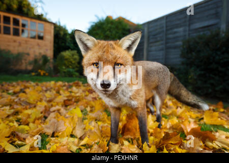 Close up of a red fox standing on the autumn leaves in the back garden, UK Stock Photo
