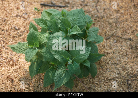 Salvia glutinosa plant Stock Photo