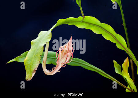 Queen of the Night, Epiphyllum oxypetalum, Dutchman’s Pipe Cactus, Night blooming Cereus in flower bud. Stock Photo