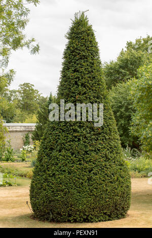 Topiary shaped yew tree, neatly clipped into a tall cone seen in the garden. Stock Photo