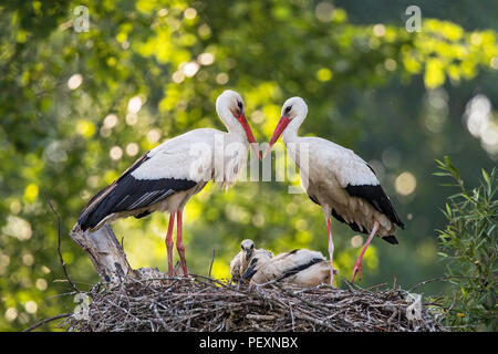 White Stork (Ciconia ciconia) pair on stork nest with two chicks, Baden-Wuerttemberg, Germany Stock Photo