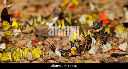 Tropical Butterflies in Kaeng Krachan National Park, Thailand Stock Photo