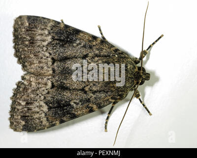 Macro photo of the Svensson's copper underwing moth