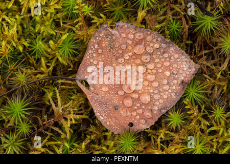 Raindrops on a fallen aspen leaf, Greater Sudbury, Ontario, Canada Stock Photo