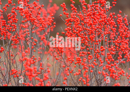 Wetland in autumn with Highbush cranberry (Viburnum trilobum), Alger County, Michigan, USA Stock Photo