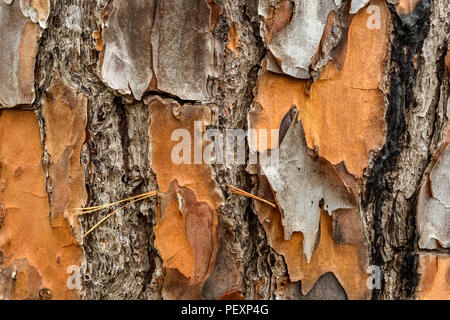 Loblolly Pine (Pinus taeda) bark, Big Branch NWR, Lacombe, Louisiana, USA Stock Photo