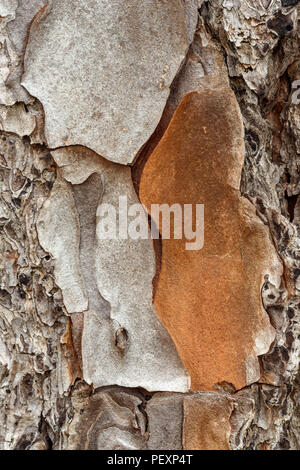 Loblolly Pine (Pinus taeda) bark, Big Branch NWR, Lacombe, Louisiana, USA Stock Photo