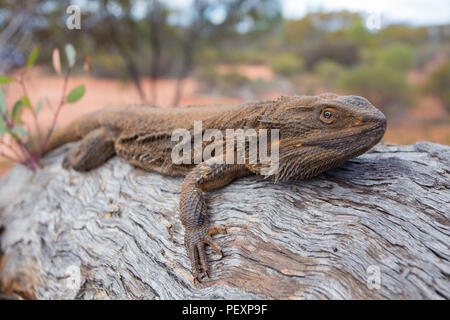 Central Bearded Dragon (Pogona vitticeps ) basking on a log in South Australia Stock Photo