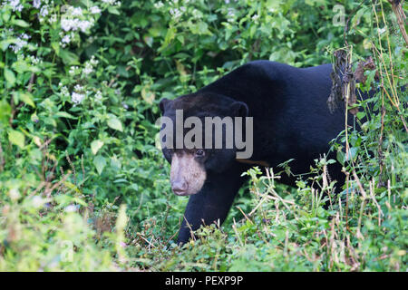 Sun Bear (Helarctos malayanus) in the wild in Kaeng Krachan National Park, Thailand Stock Photo