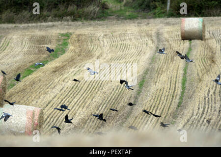 birds flocking over corn field Stock Photo