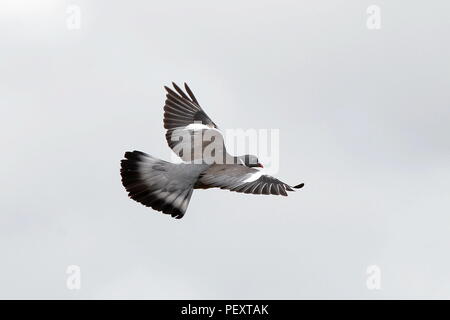wood pigeon in flight Stock Photo