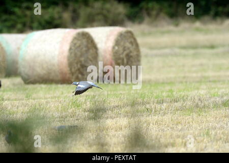pigeon speeds across  a  field of stubble Stock Photo