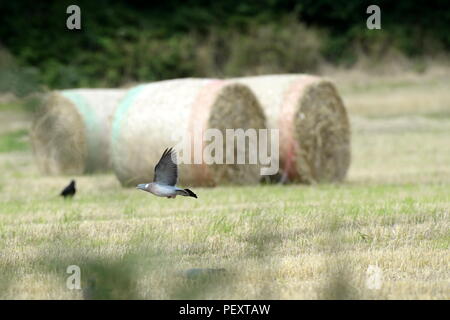 pigeon speeds across  a stubble field Stock Photo